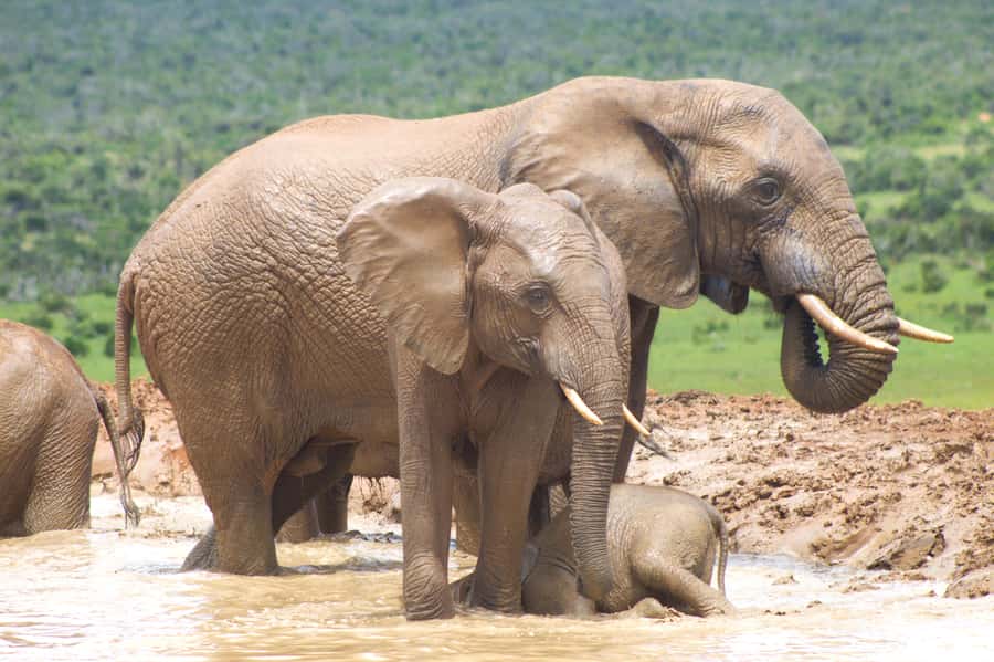 Addo big 5 tour - A 6-hour Big Five style safari in Addo Elephant National Park