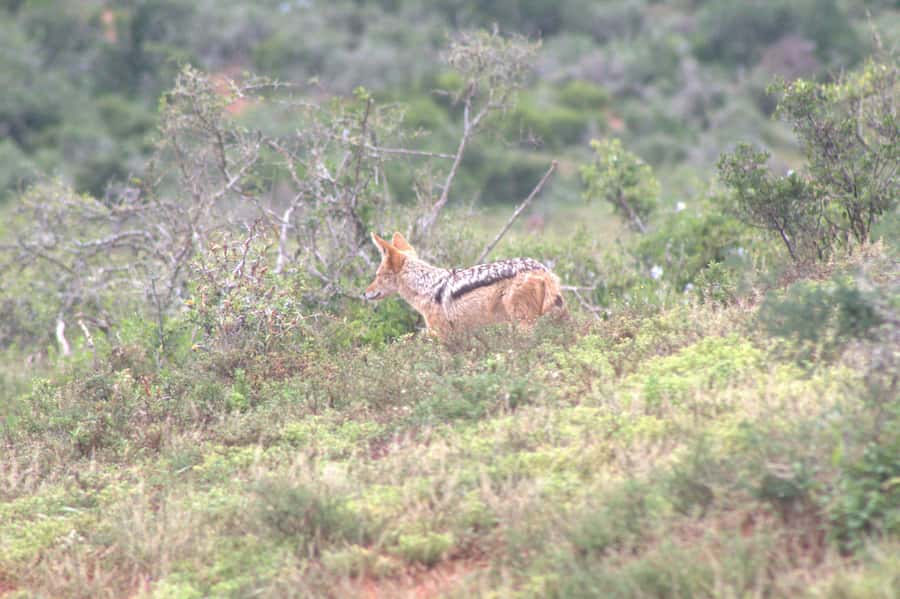 Addo big 5 tour - The itinerary flow: transfer, park drive, and how the guide uses your time