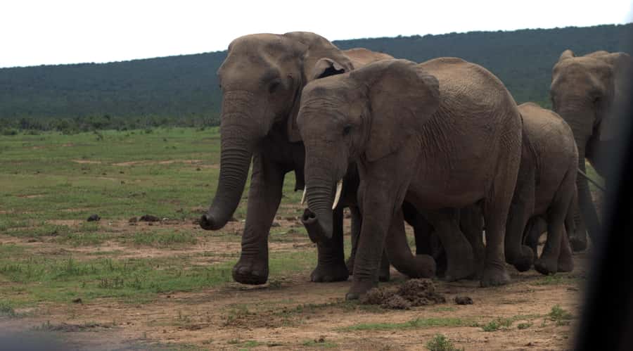 Addo big 5 tour - Meal reality: why lunch not included can mean more animals