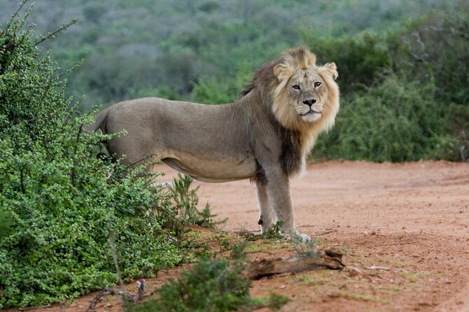 Addo Elephant 5 hour Morning Safari. - The 10:30 to 11:30 picnic brunch you will actually look forward to