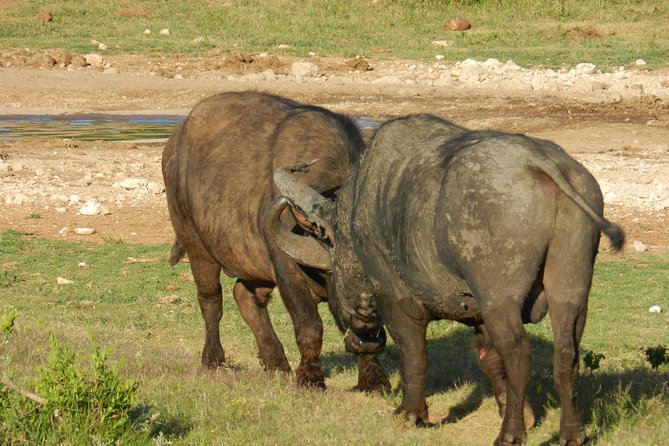 Addo Elephant 5 hour Morning Safari. - Price and value: what you really get for $123.65