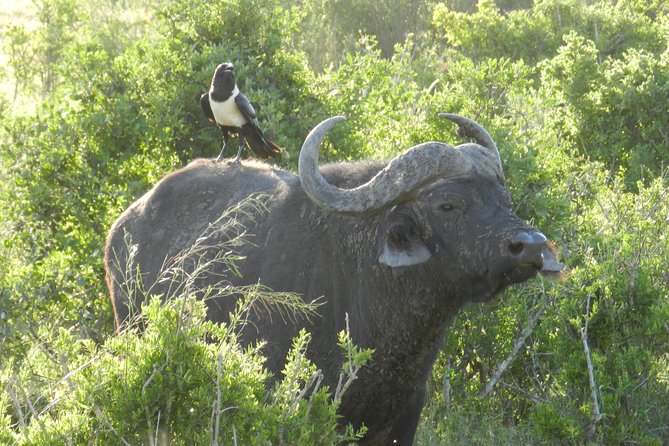 Addo Elephant 5 hour Morning Safari. - Who should book this Addo Elephant 5-hour safari