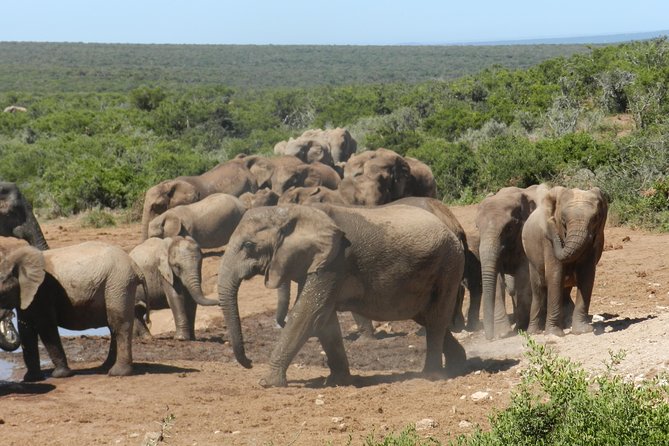 Addo Elephant 5 hour Morning Safari. - Getting to the park from Port Elizabeth, without the stress