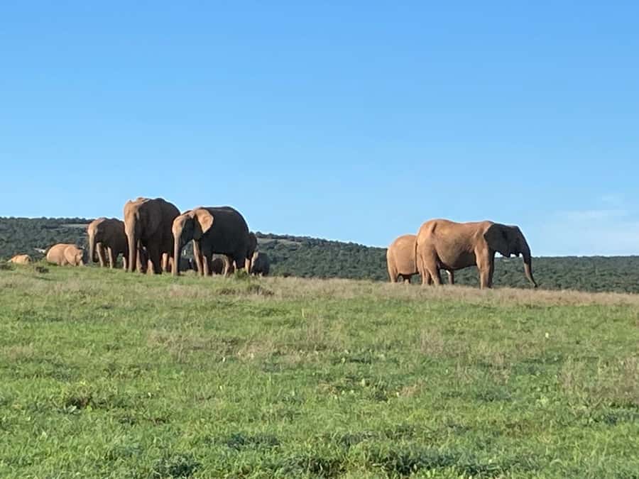 Addo Elephant Full Day Safari / Shore Excursions - Key Things I’d Focus On