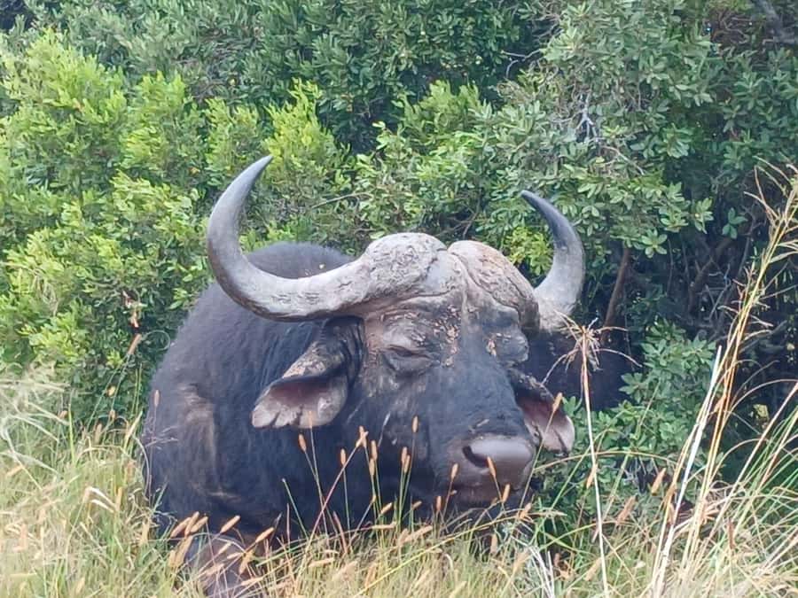Addo Elephant Full Day Safari / Shore Excursions - Pickup in Colchester, Port Elizabeth, Paterson, or Addo: how the 8-hour day is paced