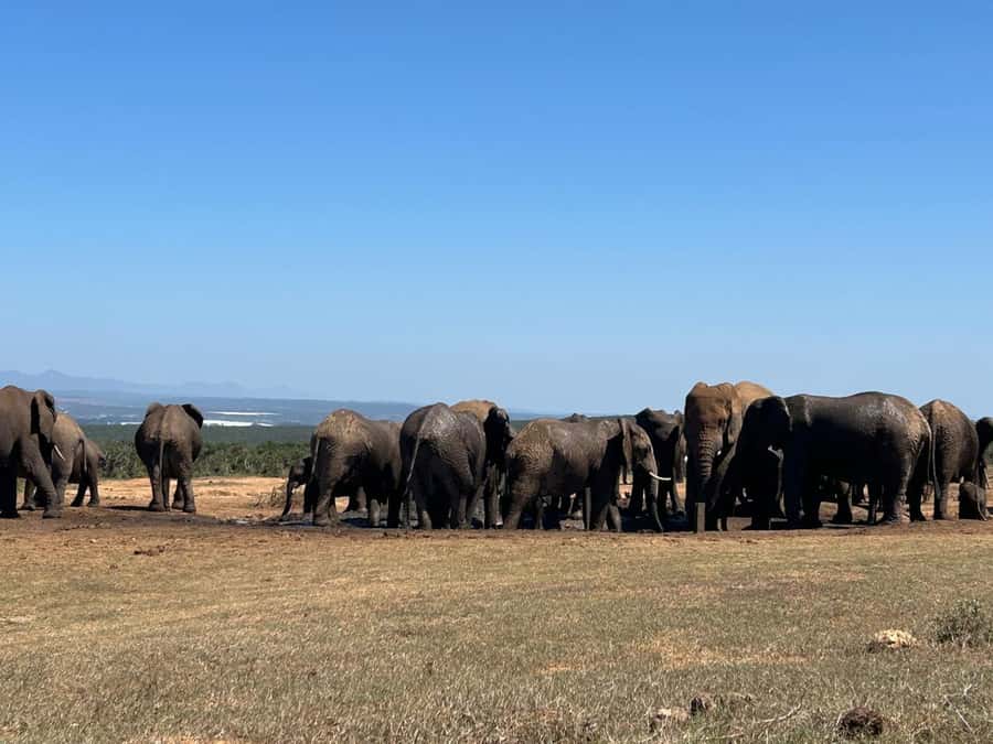Addo Elephant Full Day Safari / Shore Excursions - Game Drive One: your first 3 hours for elephants, buffaloes, and the park’s rhythm