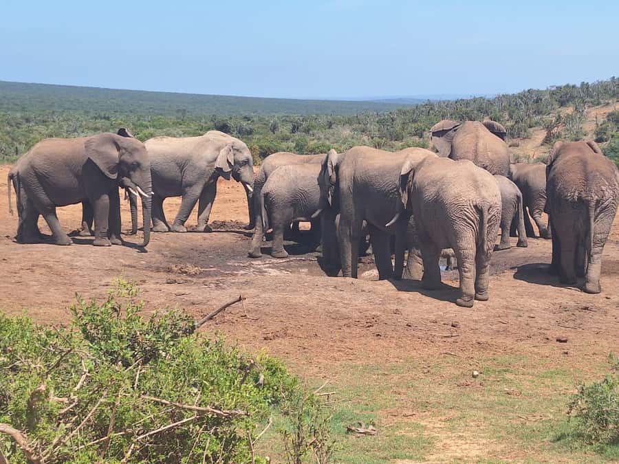 Addo Elephant Full Day Safari / Shore Excursions - Lunch Break at a Local Restaurant: a reset, but plan for your own meal cost