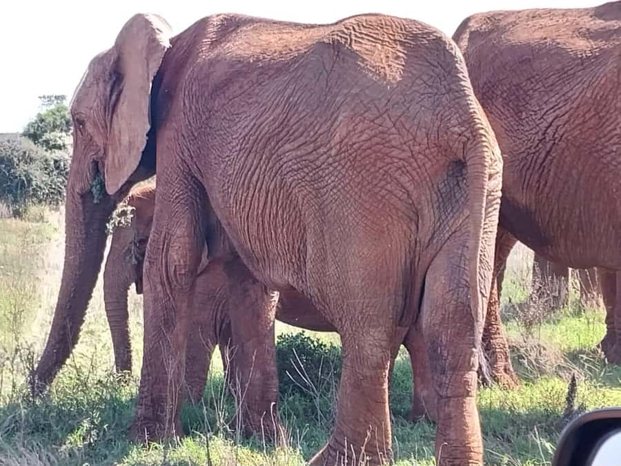 Addo Elephant Full Day Safari / Shore Excursions - Game Drive Two: second chances for different sightings in Addo