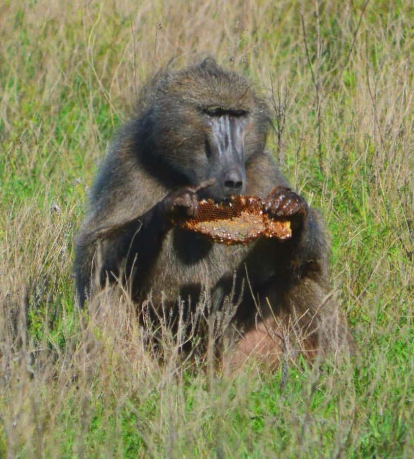 Addo Elephant Full Day Safari / Shore Excursions - Rules, vehicle realities, and what to bring for a smoother day