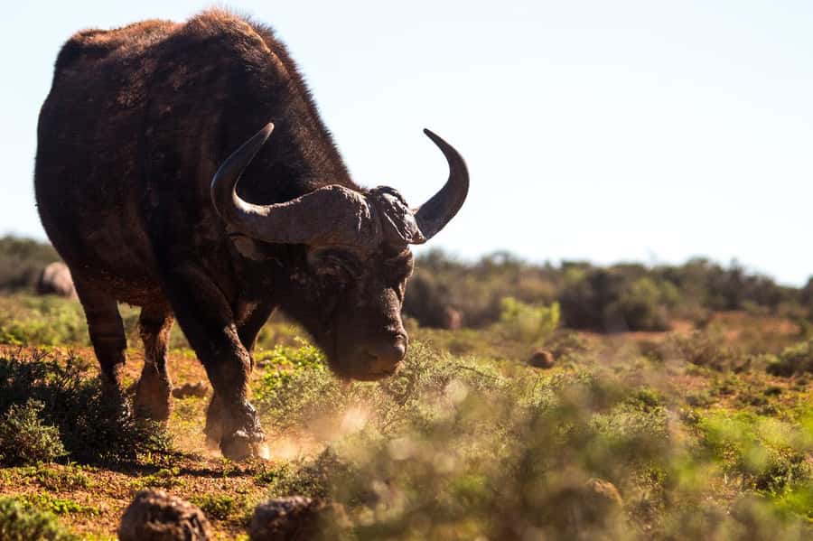 Addo Elephant Full Day Safari / Shore Excursions - Is This Full Day Safari Worth Your Time? Who it fits best