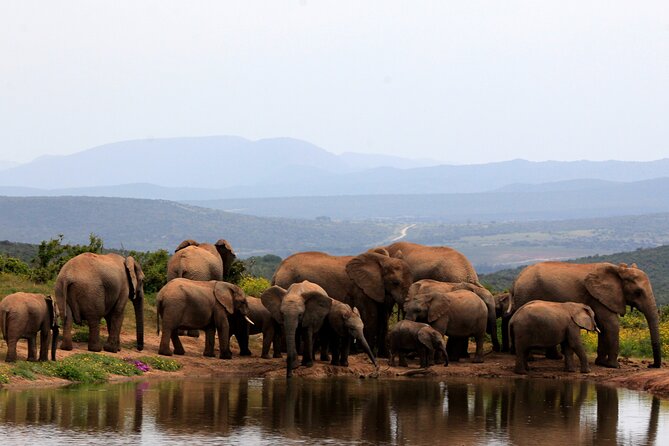 Addo Elephant Full Day Safari with a Traditional South African Braai (BBQ) Lunch - Getting Picked Up for an 8:30 Start (and Why That Matters)