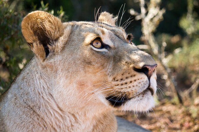 Addo Elephant Full Day Safari with a Traditional South African Braai (BBQ) Lunch - Lunch Braai in the Park: Why the BBQ Feels Like Part of the Experience