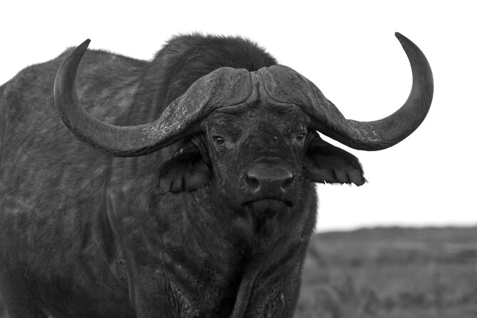Addo Elephant Full Day Safari with a Traditional South African Braai (BBQ) Lunch - Afternoon Drive Around Waterholes: Elephant Time