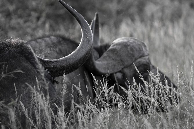 Addo Elephant Full Day Safari with a Traditional South African Braai (BBQ) Lunch - What You Get, and What You Still Pay for