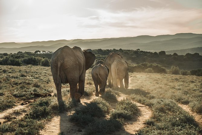 Addo Elephant National Park All Inclusive Full-Day Safari - Quick Take