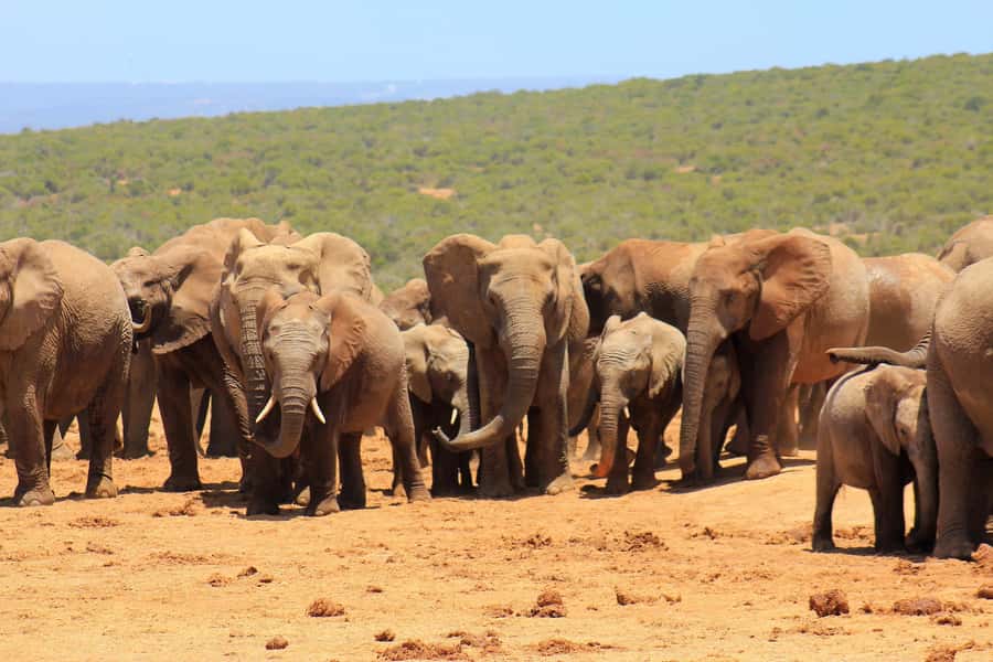 Addo Elephant National Park All Inclusive Full-Day Safari - Price and value: what $186 per person really buys