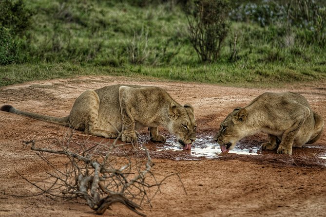 Addo Elephant National Park All Inclusive Full-Day Safari - Lunch Included, and Why That Improves the Safari