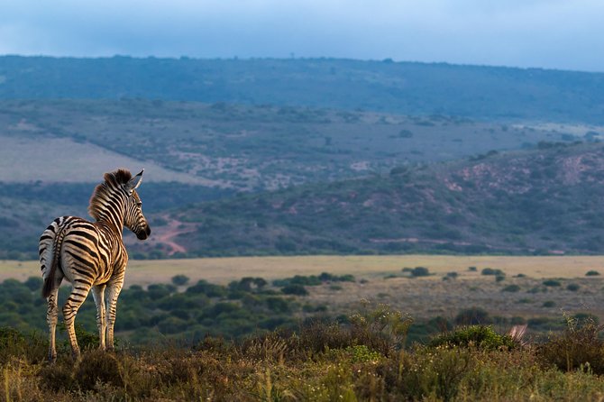 Addo Elephant National Park All Inclusive Full-Day Safari - Guides Matter: Sidwell, Wanele, John, and King Elvis