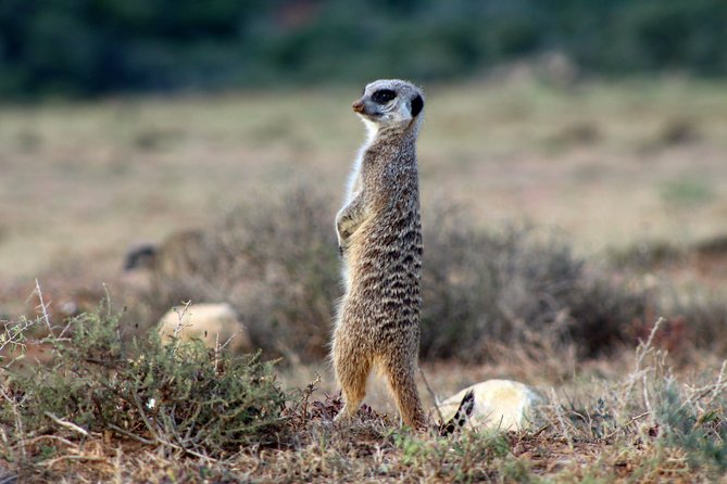 Addo Elephant National Park All Inclusive Full-Day Safari - Price and Value: Is This Worth $147.52?