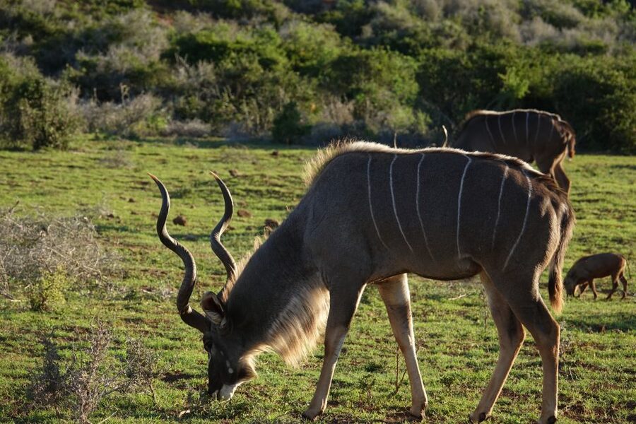 Addo Elephant National Park All Inclusive Full-Day Safari - Who this Addo safari is best for
