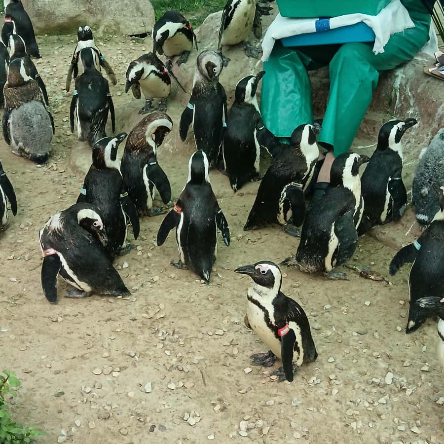 Addo Elephant National Park and Coastal Tour Combo - Coastline warm-up: Marine Drive, Cape Recife, and real penguin work