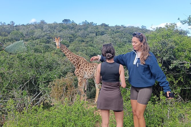 Addo Elephant National Park and Giraffe Walk Tracking Safari - Key Highlights You’ll Care About