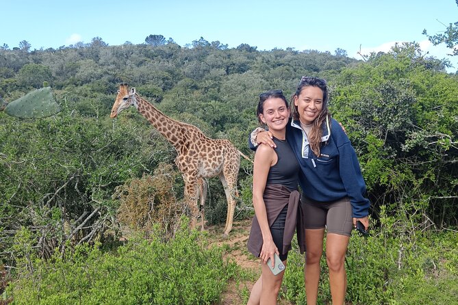 Addo Elephant National Park and Giraffe Walk Tracking Safari - Port Elizabeth Timing: 8:30am Start and an All-Day Rhythm