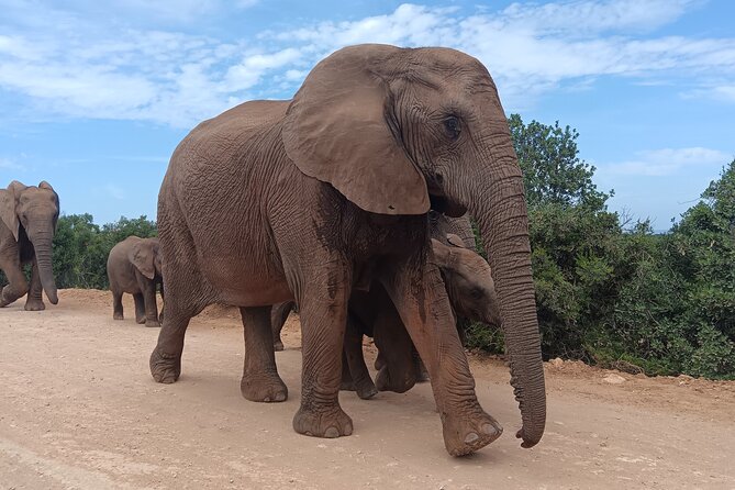 Addo Elephant National Park and Kragga Kamma Game Park Combo. - Key highlights you’ll actually care about