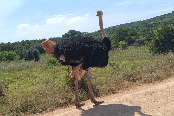 Addo Elephant National Park and Kragga Kamma Game Park Combo. - Why this Addo and Kragga Kamma combo makes sense