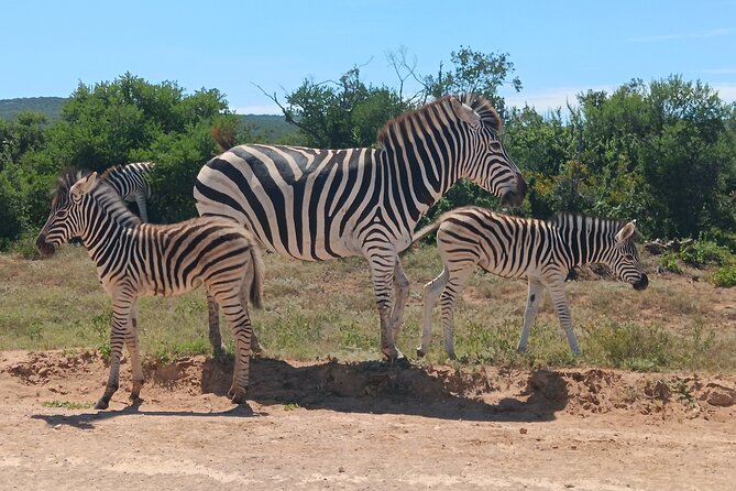 Addo Elephant National Park and Kragga Kamma Game Park Combo. - Kragga Kamma Game Park: a fast, malaria-free add-on with different stars
