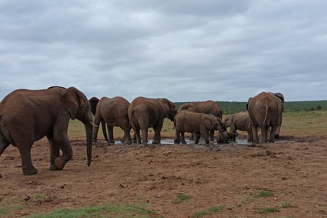 Addo Elephant National Park and Kragga Kamma Game Park Combo. - Nanaga Farm Stall lunch: fueling your long day (roosterkoek, pie, and a drink)