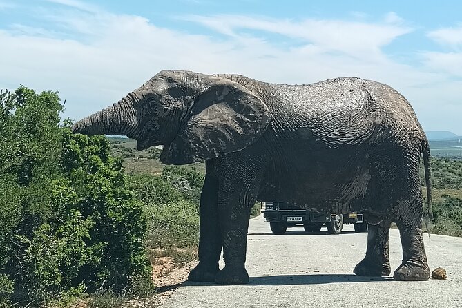 Addo Elephant National Park and Kragga Kamma Game Park Combo. - Getting the timing right: 8:00 am start, 9 to 10 hours total