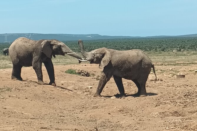 Addo Elephant National Park and Kragga Kamma Game Park Combo. - Price and value: what $190.73 per person buys you
