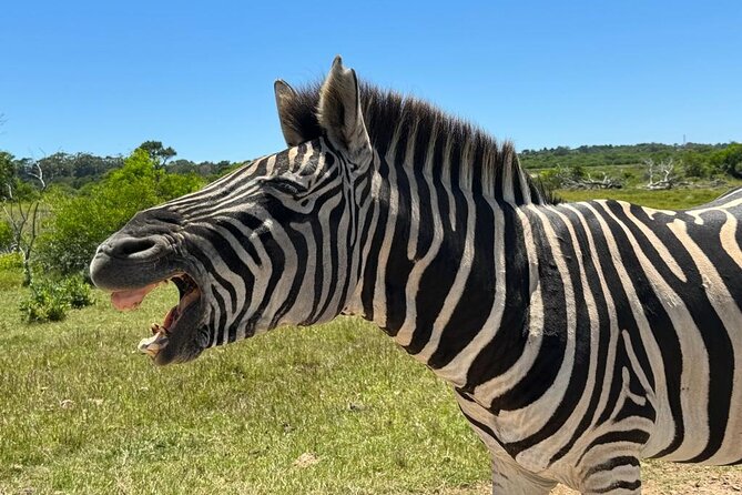 Addo Elephant National Park and Kragga Kamma Game Park Combo. - Who should book this combo, and who might skip it