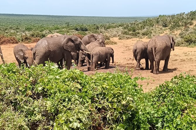Addo Elephant National Park and Kragga Kamma Game Park Combo. - Addo Elephant National Park: your long wildlife drive (about 5 hours)