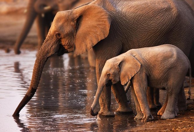Addo Elephant National Park and Sunset River Cruise - FD04 - Key things I’d prioritize before you book