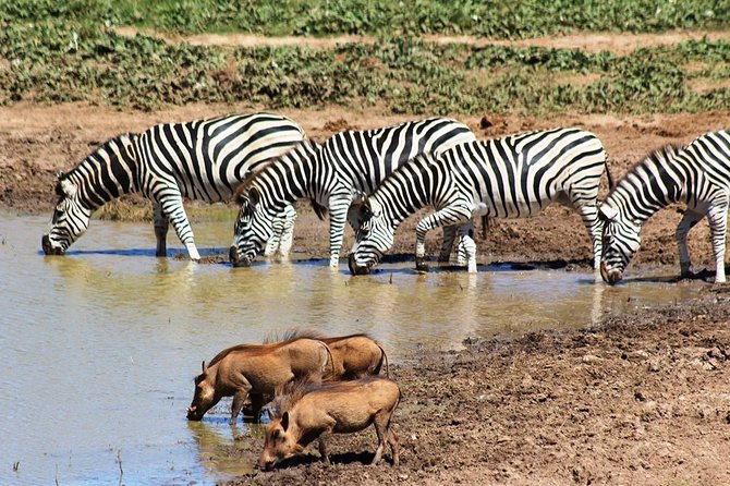 Addo Elephant National Park and Sunset River Cruise - FD04 - Food and drinks: a light lunch that keeps the day moving