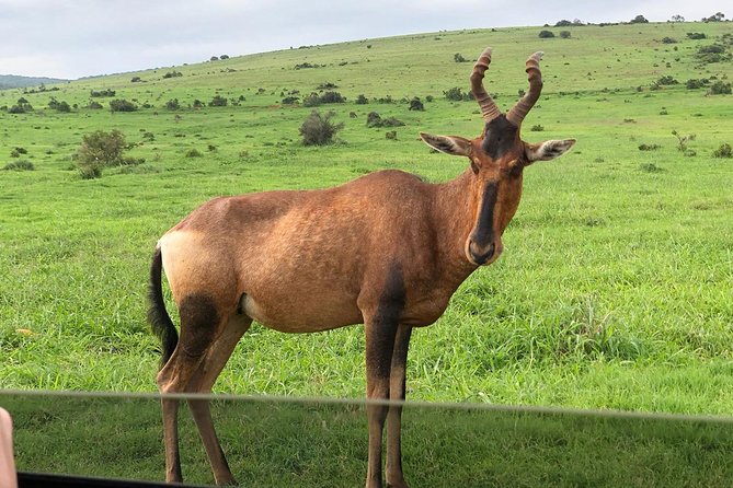 Addo Elephant National Park Day Tour from Port Elizabeth - Lunch at main camp (13:00 to 14:00): the break you actually need