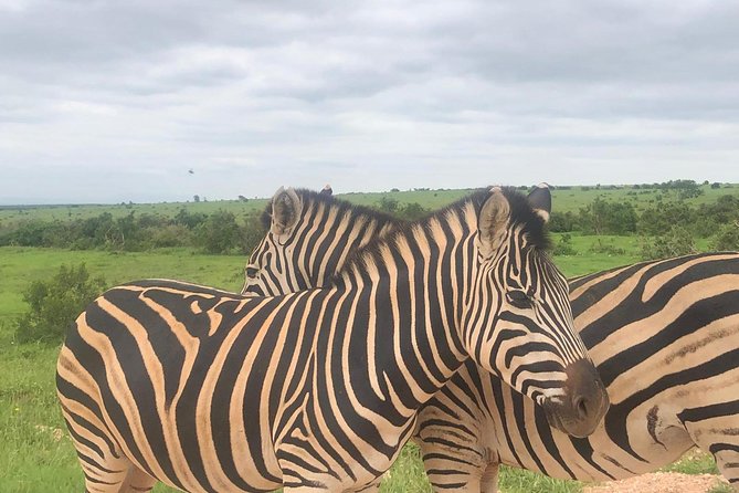 Addo Elephant National Park Day Tour from Port Elizabeth - Vehicle comfort and guide communication, based on real concerns