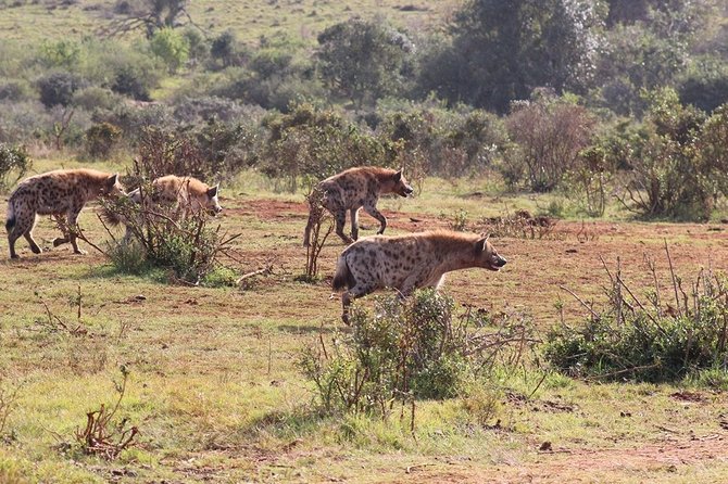 Addo Elephant National Park from Port Elizabeth - FD01 - What you can realistically expect to see