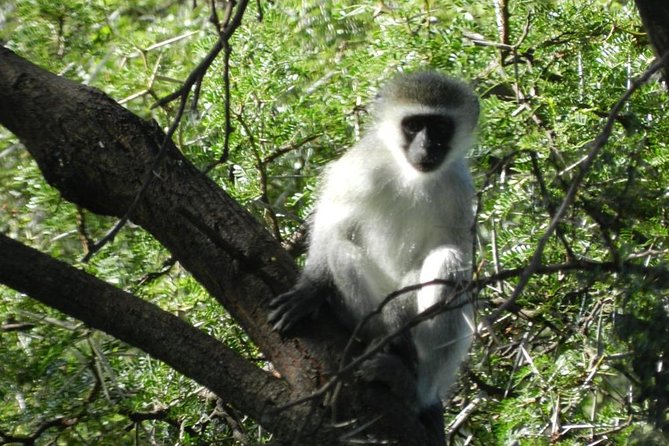 Addo Elephant National Park from Port Elizabeth - FD01 - Price and value: is $155.29 a fair deal?