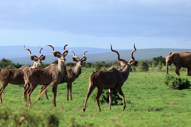 Addo Elephant National Park from Port Elizabeth - FD01 - Who this tour is best for