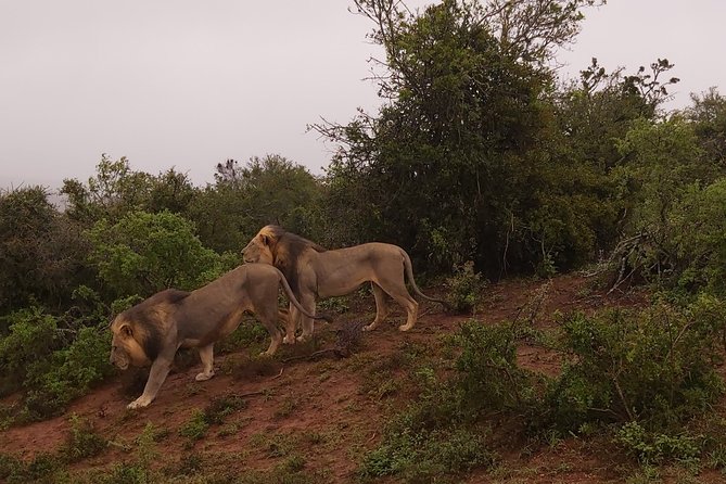 Addo Elephant National Park Full Day Safari - Addo Elephant National Park: your big wildlife day from Port Elizabeth