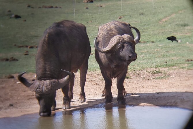 Addo Elephant National Park Full Day Safari - 7:30 am start and 2-way transfers: why this setup saves you stress