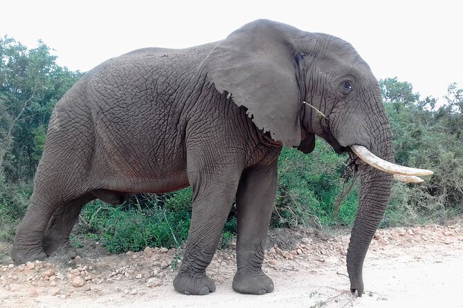 Addo Elephant National Park Full Day Safari - Price and value for about $169.66 per person
