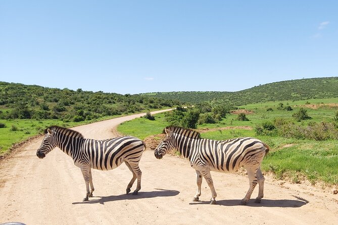 Addo Elephant National Park Full Day Safari - Who should book this Addo full-day safari, and who should not