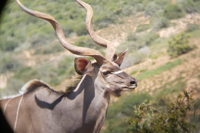 Addo Elephant National Park Full Day Safari - Should you book this Addo full-day safari?