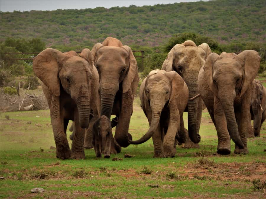 Addo Elephant National Park: Full-Day Safari Tour with Lunch - Addo’s Malaria-Free Game Viewing, and Why Open-Vehicle Matters