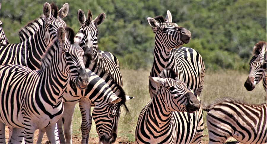 Addo Elephant National Park: Full-Day Safari Tour with Lunch - Exploring North and South Addo: More Area, Better Chances
