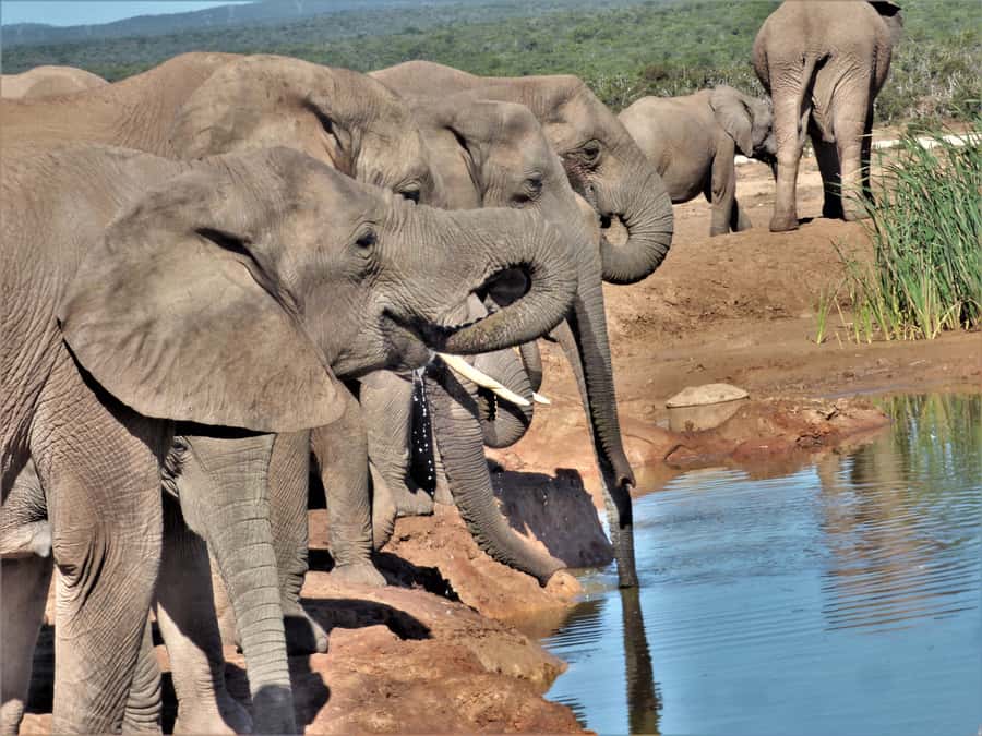Addo Elephant National Park: Full-Day Safari Tour with Lunch - Big Five Hopes: What You Can Plan For in a Malaria-Free Setting